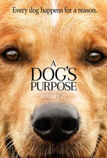 دانلود فیلم هندی A Dog’s Purpose 201741616-730614868