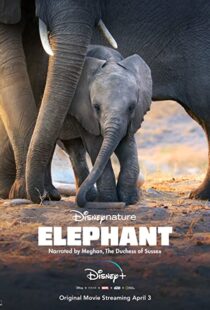 دانلود مستند Elephant 202038728-1534239852