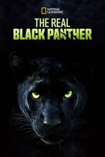دانلود مستند The Real Black Panther 2020229564-1984044700