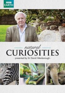 دانلود سریال Natural Curiosities382054-918990642