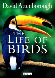 دانلود مستند The Life of Birds382058-1998564781