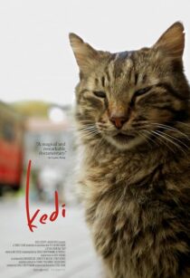 دانلود مستند Kedi 2016417655-611525087