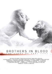 دانلود مستند Brothers in Blood: The Lions of Sabi Sand 2015424819-1291980286
